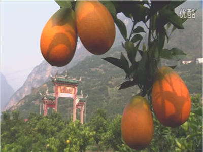 NFC orange juice production line in Hubei，China 