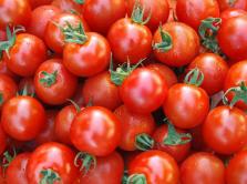tomato processing project--to make tomato paste, tomato sauce and ketchup