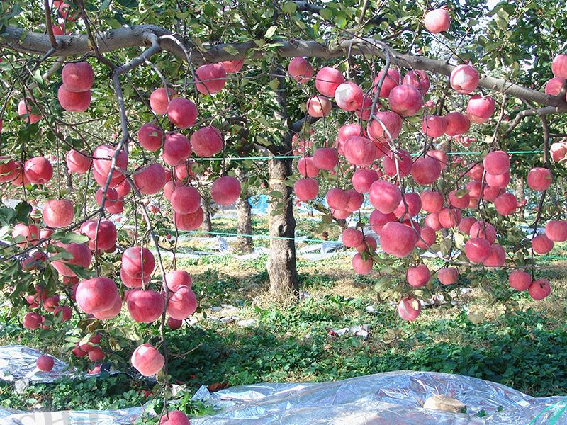 Apple Juice & Fruit cake Processing Line Delivery to Yunnan, Southwest of China
